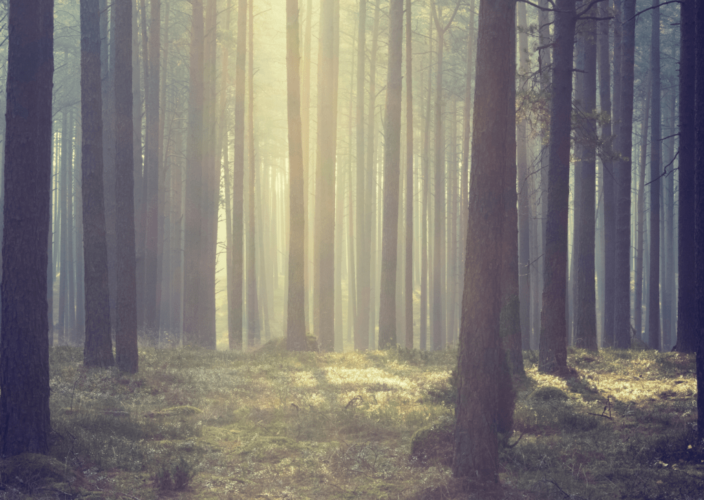 Perspective From the&nbsp;In-Betweens