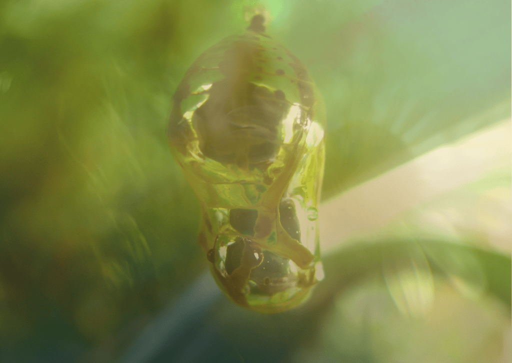 Metamorphosis